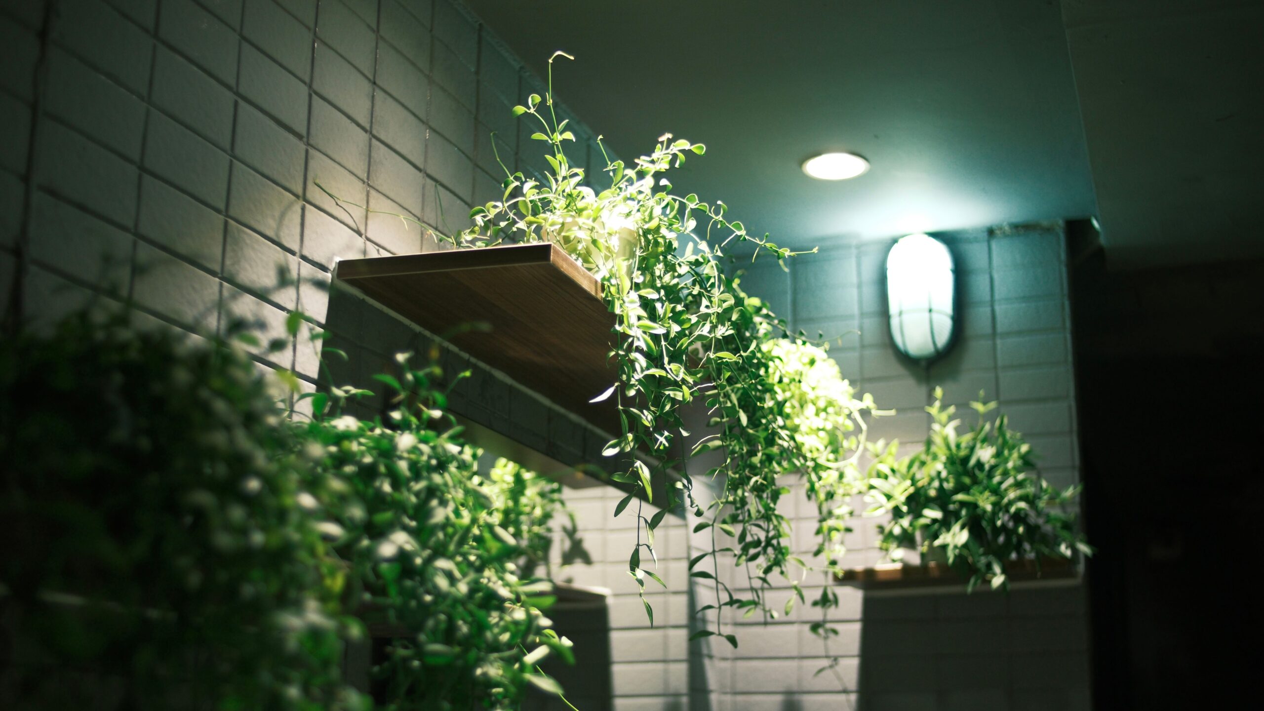 15 Plants that like low light