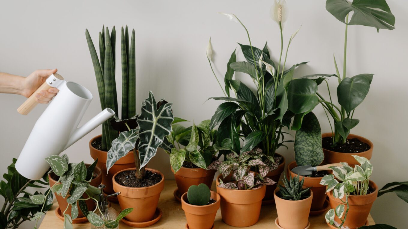 15 easy-to-care-for plants
