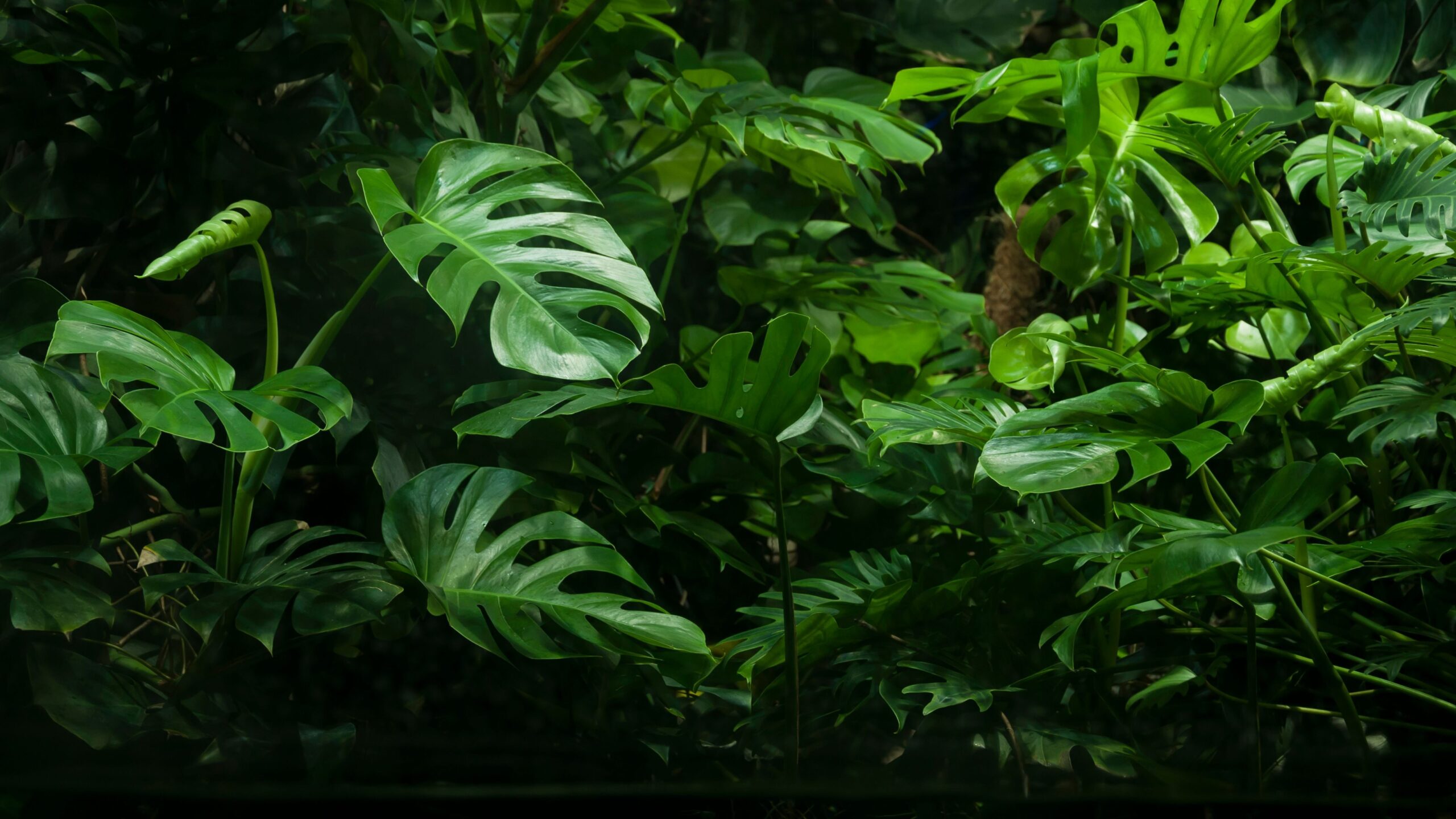 Plants that survive even in low-light environments