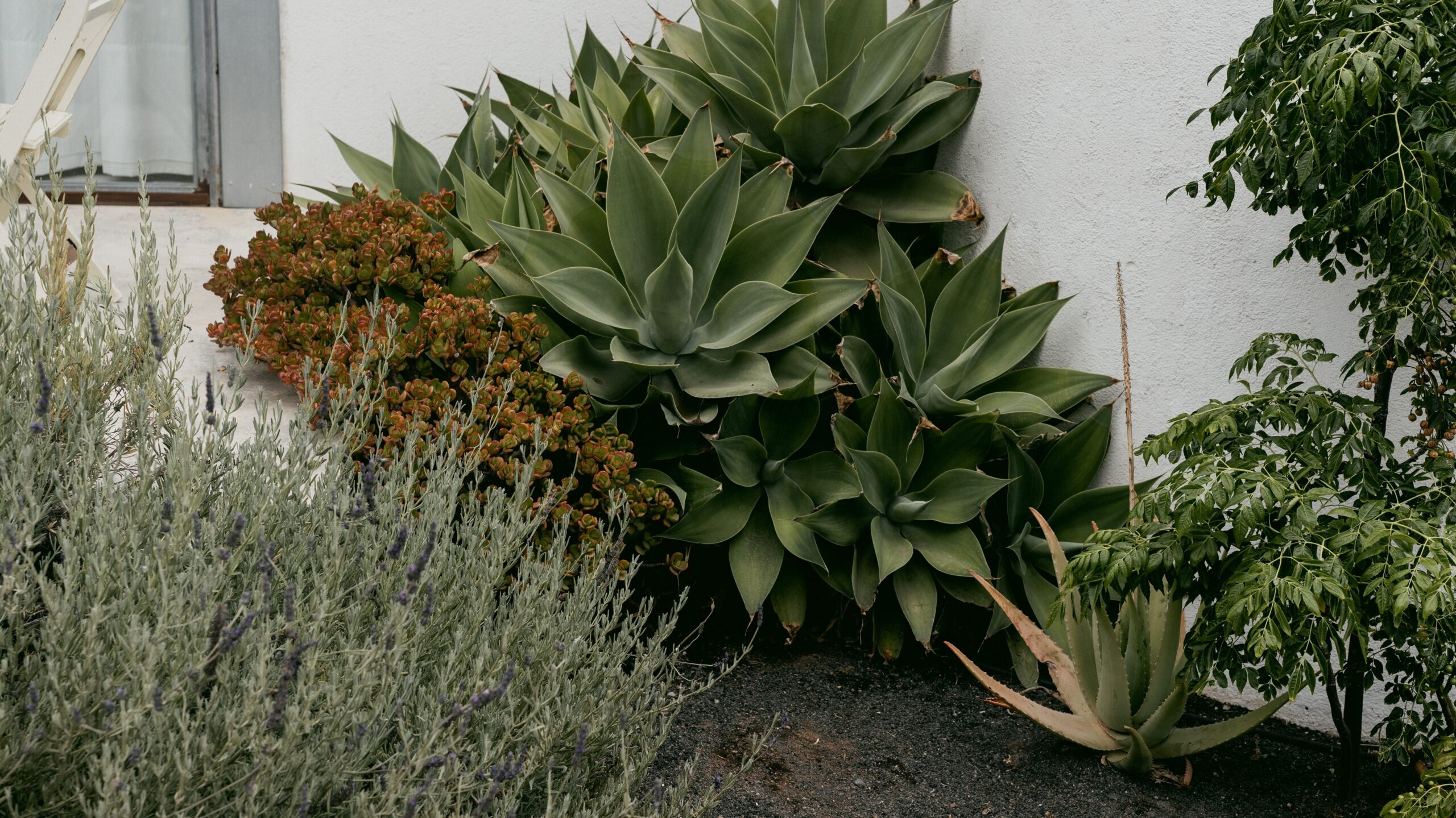 Plants that withstand minor neglect