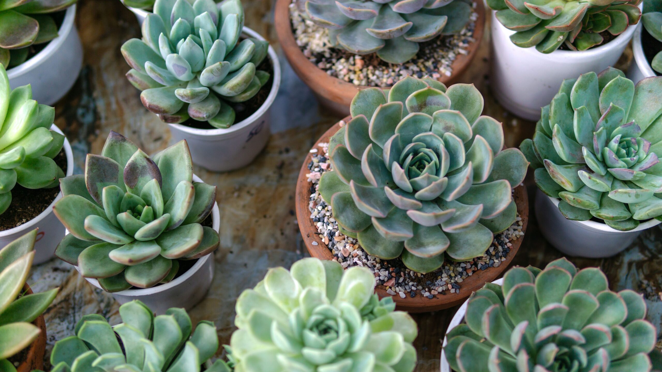 Succulents: compact beauty that requires little care