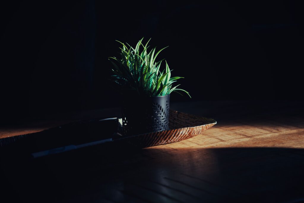 15 Plants that like low light