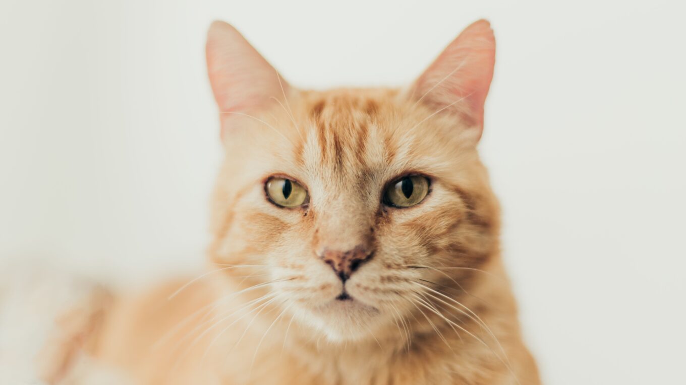 Why Do Cats Purr?